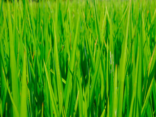 Fototapeta na wymiar Green rice fields