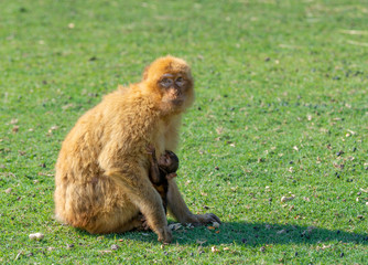 Gibraltar monkey baby sucking off her mother's tit