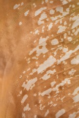 Leaf texture background with light behind. Close-up.