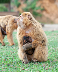 Gibraltar monkey baby sucking off her mother's tit