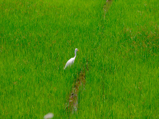 Obraz na płótnie Canvas The birds eat the fish in the rice field.