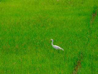 Fototapeta premium The birds eat the fish in the rice field.