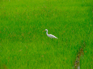 The birds eat the fish in the rice field.
