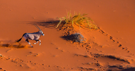 Gemsbok or gemsbuck (Oryx gazella), Namib Desert, Namibia, Africa