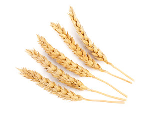 wheat isolated on white close up. Ears of wheat. Isolated bunch of golden wheat ear after the harvest.