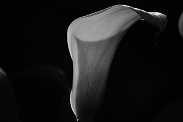 to see the white and colorful calla lily is quite an experience