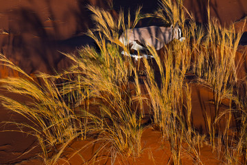 Gemsbok or gemsbuck (Oryx gazella), Namib Desert, Namibia, Africa