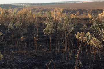 Burnt forest and land disastrous consequences of fire