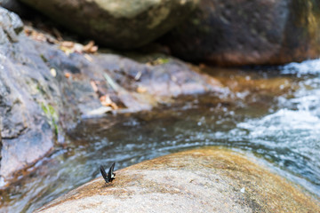 Black butterfly is on the rocks with streams running through.