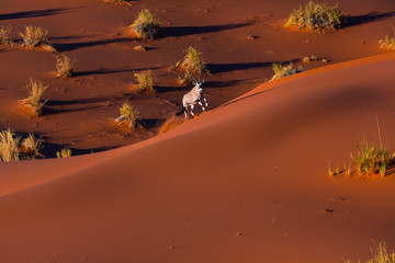 Gemsbok or gemsbuck (Oryx gazella), Namib Desert, Namibia, Africa
