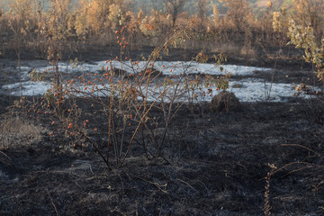 Ash field after fire ecological concept