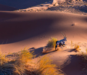Gemsbok or gemsbuck (Oryx gazella), Namib Desert, Namibia, Africa