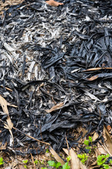 Traces of burning leaves on the ground