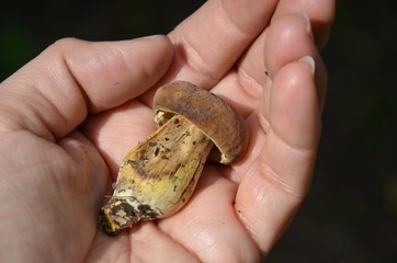 Kleiner Pilz in der Hand - Marone