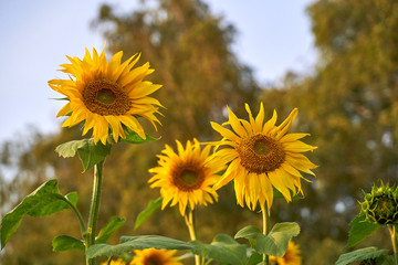 Fototapeta premium Close up shot of gorgeous blooming sunflowers