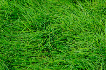 Blurred image of green grass background. Cropped shot of green meadow. Abstract nature background, close up.