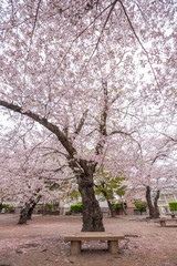 Obraz na płótnie Canvas Cherry Blossom full bloom at Matsumoto castle