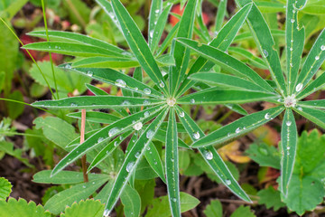 Many drops of water on fleecy leaves in the shape of a star in garden under sunlight