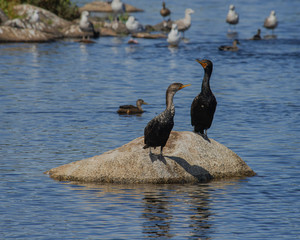 Black Egrets