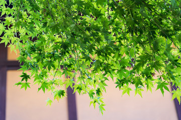 Green Maple Leaves on the tree