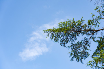 Green pine leaves on the blue sky
