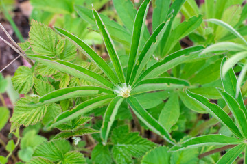 A drop of water on green leaf in the shape of a star after rain under the sun