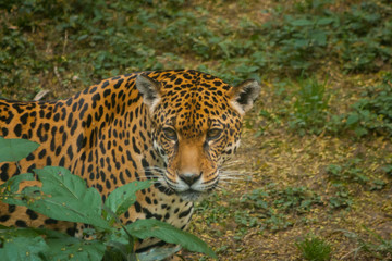 Obraz premium Jaguar focused