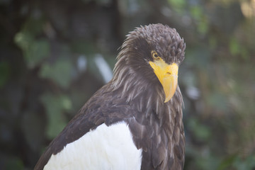 eagle stalking 