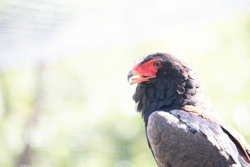 close up of bird 