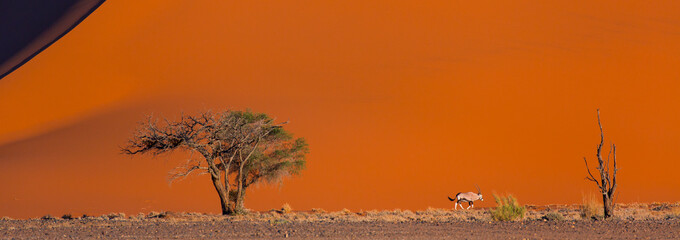 Gemsbok or gemsbuck (Oryx gazella), Namib Desert, Namibia, Africa - obrazy, fototapety, plakaty