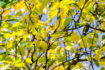 Autumn landscape: ripe yellow apples on branches with yellow leaves on a sunny day