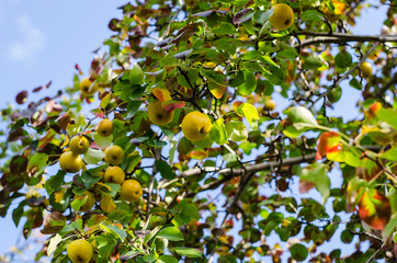 Autumn landscape: ripe yellow pears on branches with colorful autumn leaves on a sunny day