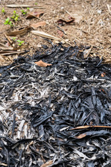 Traces of burning leaves on the ground