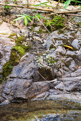 Obraz na płótnie Canvas Many species of butterflies are on the rocks with streams running through.