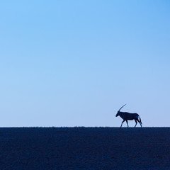 Gemsbok or gemsbuck (Oryx gazella), Namib Desert, Namibia, Africa