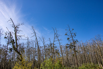Strange trees without leaves.