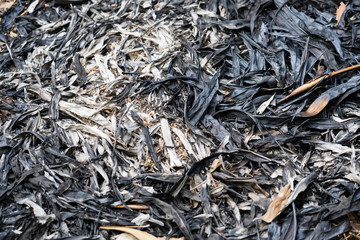 Traces of burning leaves on the ground