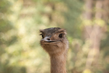Ostrich close up
