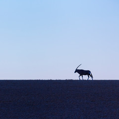 Gemsbok or gemsbuck (Oryx gazella), Namib Desert, Namibia, Africa
