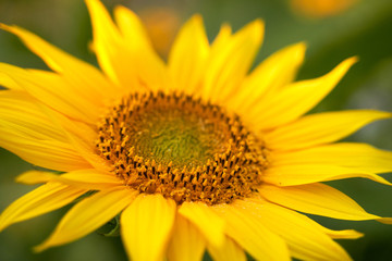 Close up shot of gorgeous blooming sunflowers