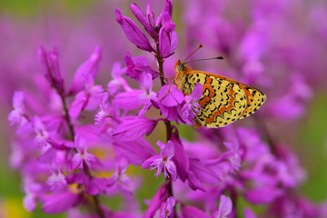 Melitaea interrupta 598
