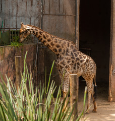 Baby giraffe