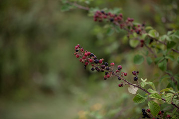 Blackberry Plant Wild Natural Berries