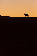 Gemsbok or gemsbuck (Oryx gazella), Namib Desert, Namibia, Africa
