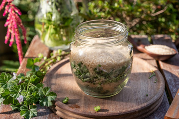 Preparation of mallow syrup from Malva neglecta plant
