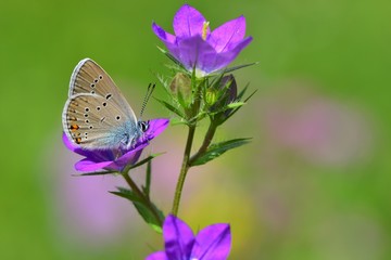 Polyommatus bellis 596