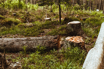 Cutting down trees. Sawn logs lying on the grass.