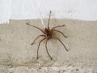Big brown spider on the wall.