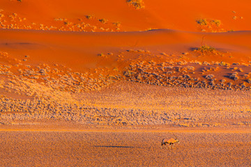 Gemsbok or gemsbuck (Oryx gazella), Namib Desert, Namibia, Africa