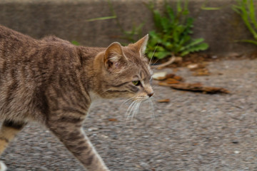 a colony of stray cats living near an abandoned factory